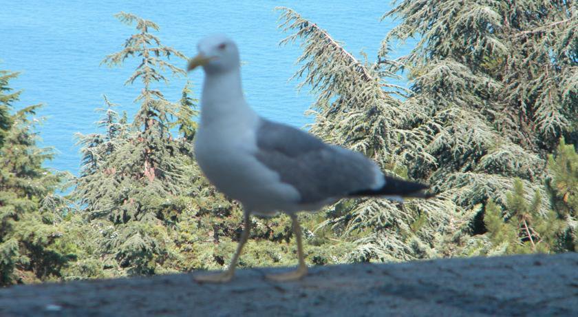 Гостевой дом Усадьба Магнолия Рыбачье