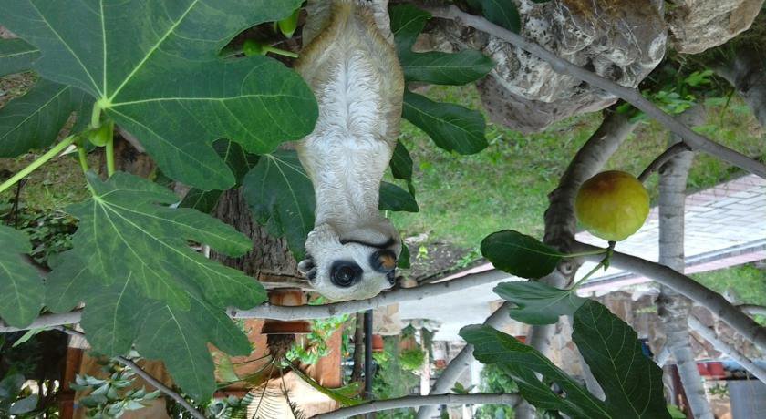 Гостевой дом Усадьба Магнолия Рыбачье