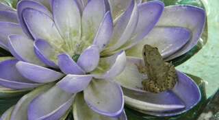 Гостевой дом Усадьба Магнолия Рыбачье Номер "Стандарт"-46