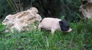 Гостевой дом Усадьба Магнолия Рыбачье Номер "Стандарт"-39