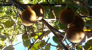 Гостевой дом Усадьба Магнолия Рыбачье Номер "Стандарт"-54