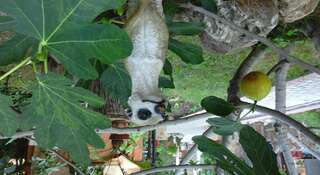 Гостевой дом Усадьба Магнолия Рыбачье Номер "Стандарт"-55