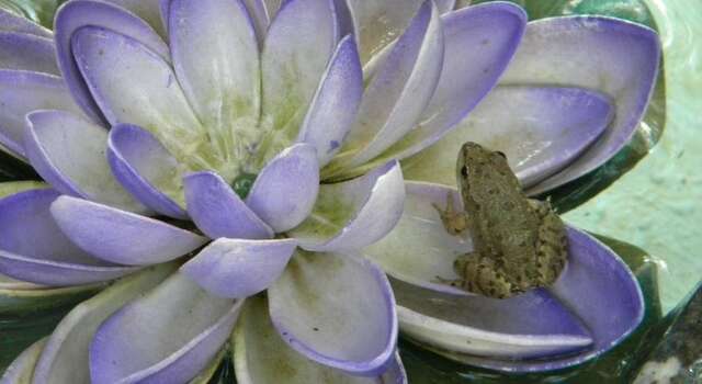 Гостевой дом Усадьба Магнолия Рыбачье-48