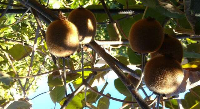 Гостевой дом Усадьба Магнолия Рыбачье-56